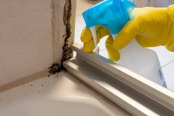 Best Emergency Mold Remediation  in Lindsborg, KS